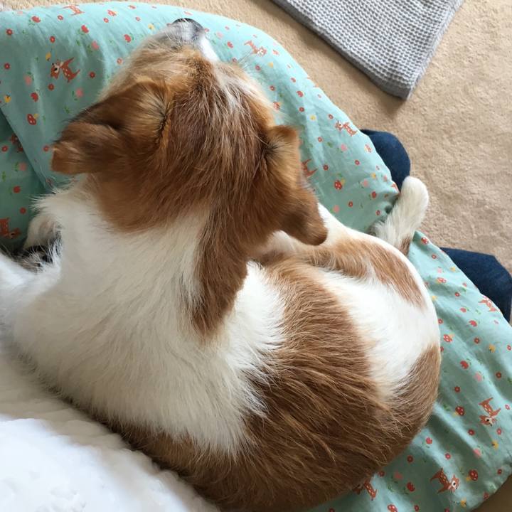 52455788 86f7 43bb b8de 67df571dd096