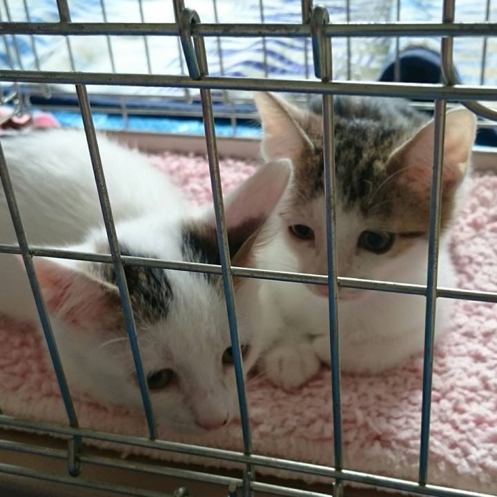 52509c7c c166 4826 9a50 d482bf00fc3b