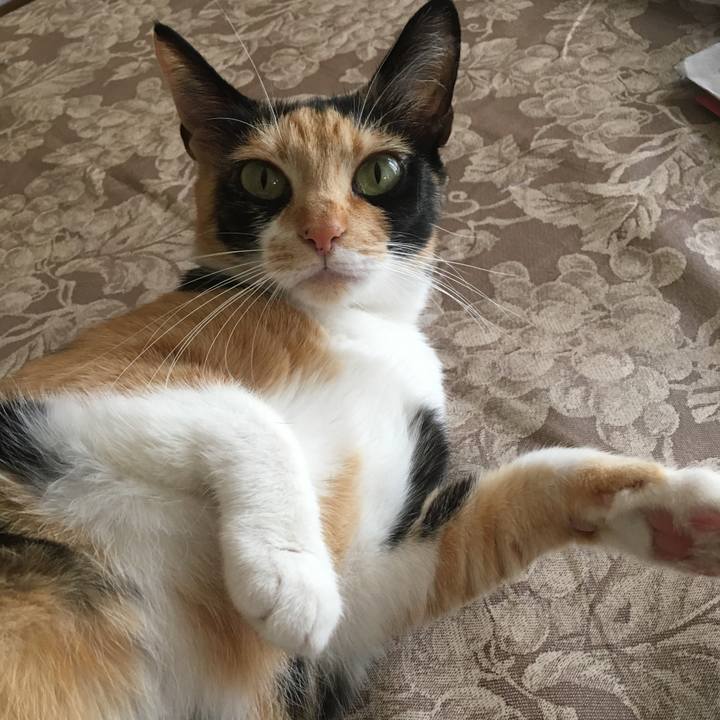 5252f821 ff25 479a 94c7 3426090776d3