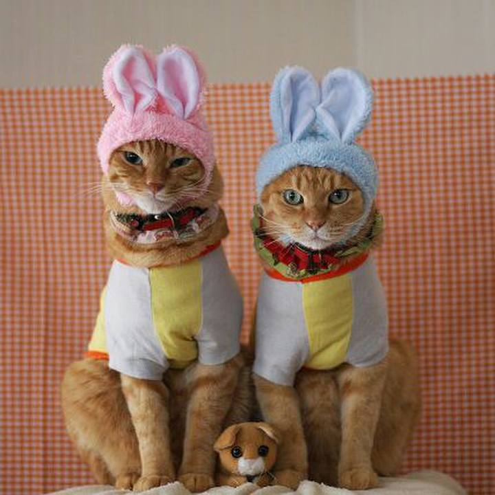 5253dcfa d757 4922 9364 2d7207b3fe4d