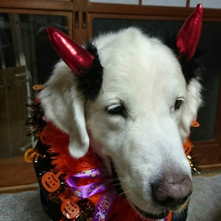 5261be9a 6168 42fa a4f8 52626059d29d