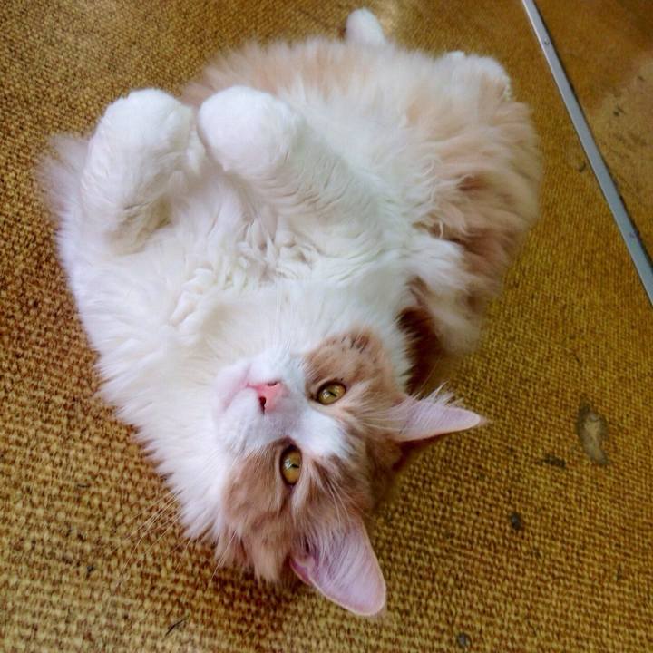 5263a52f 2713 4ba1 93d4 f9b68f4c964d