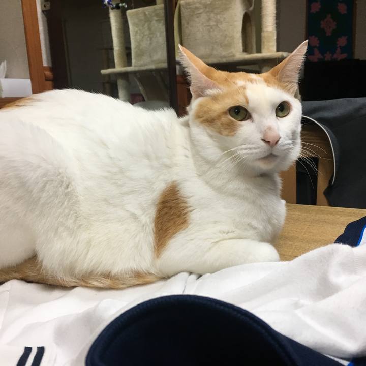 5269f6ac dcf8 4933 9b50 b09cdc51663b