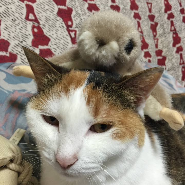 52702a26 cc46 4fa7 8adf ea0ccbc9d535