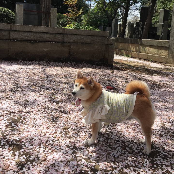 5277fede d14b 407a 936e 6189e7ec6e14