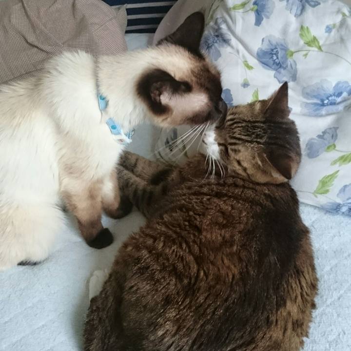 527f9185 ec85 4324 9c4c bdfe5cb4775d