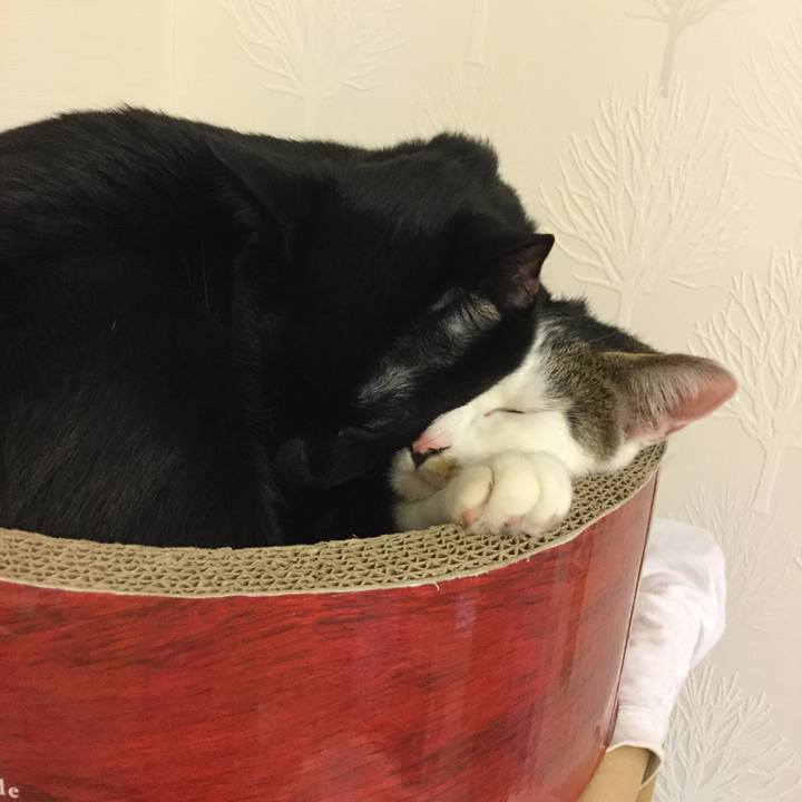 528081cb 05fc 40a0 af69 be7001347bc4