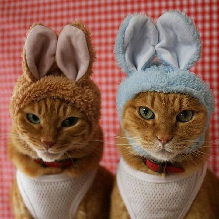 5281ac9b c686 43de b2c2 83f6687f723a