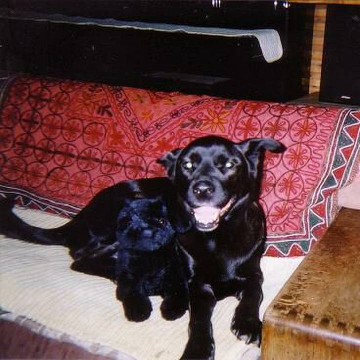 52863f38 2bc4 4cf0 8a1a 7806dc569436