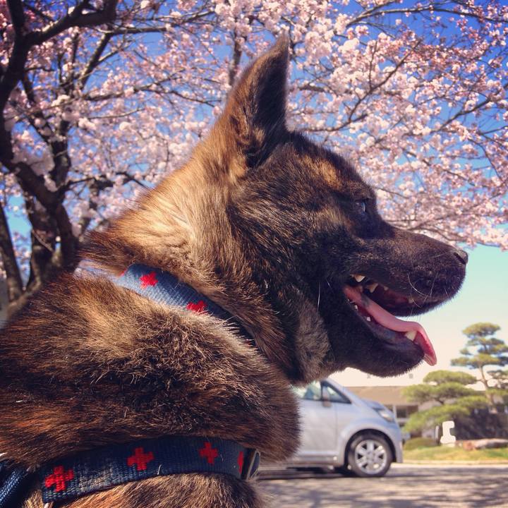 5287b16a c78c 4bdf b00e 7df28e981a77