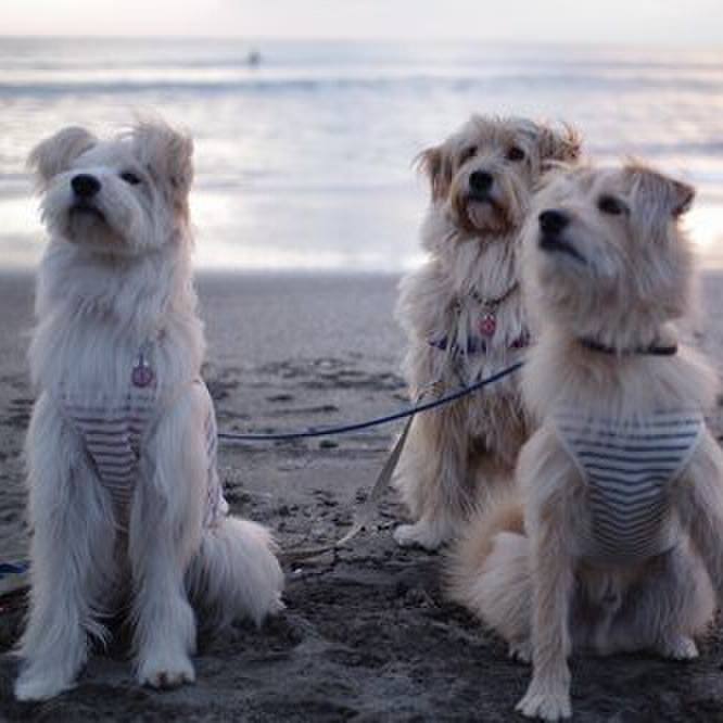 52886b93 4cc8 4c0d 8594 f31c1df17a0f