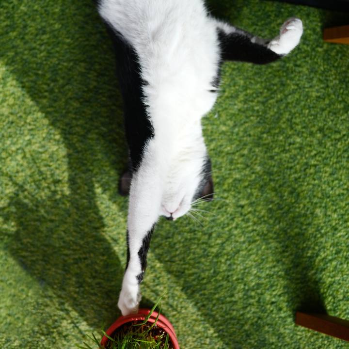 52912399 18da 49f3 a82a c621bfa84dea