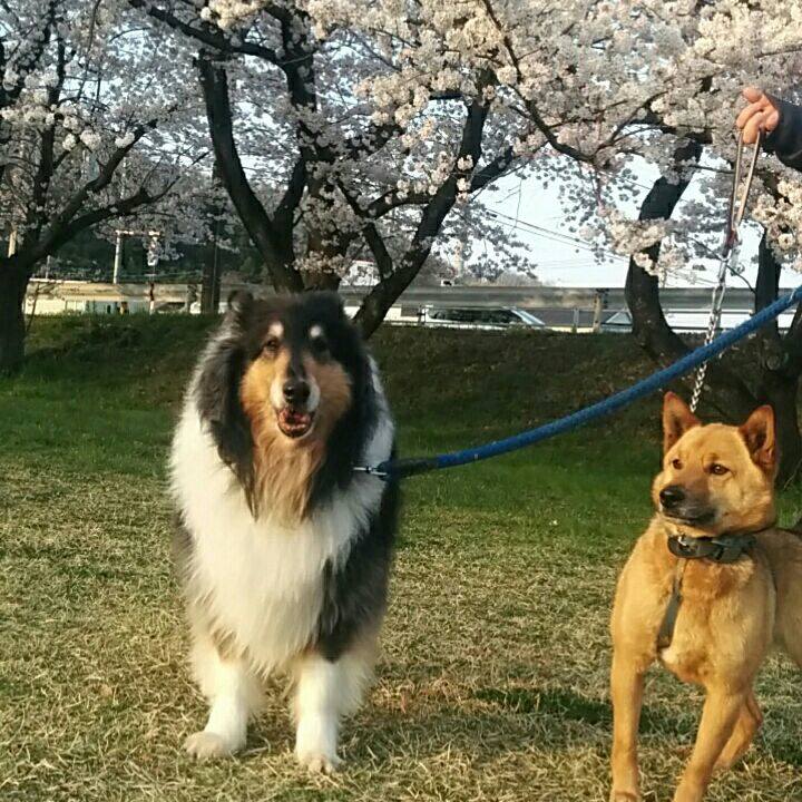 52918acc c246 4cc4 ad38 274e22548503