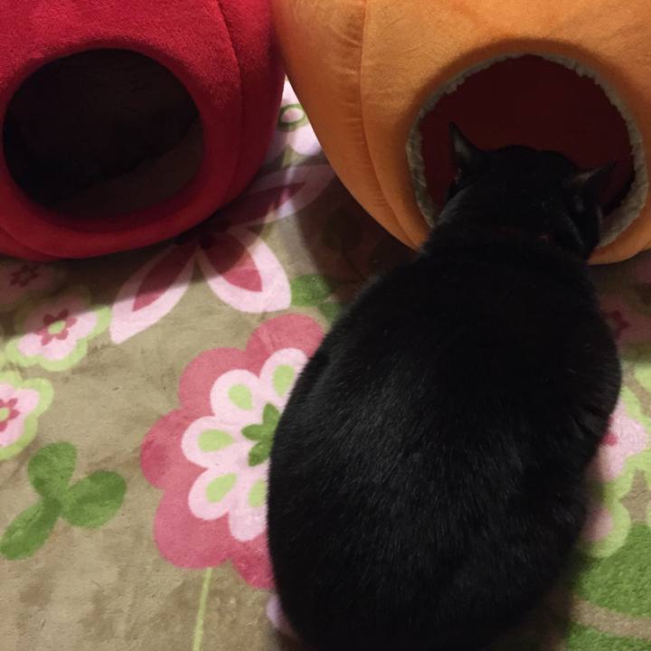 5294de2b 50cb 4f3b ae04 f0e0fe19f4c3