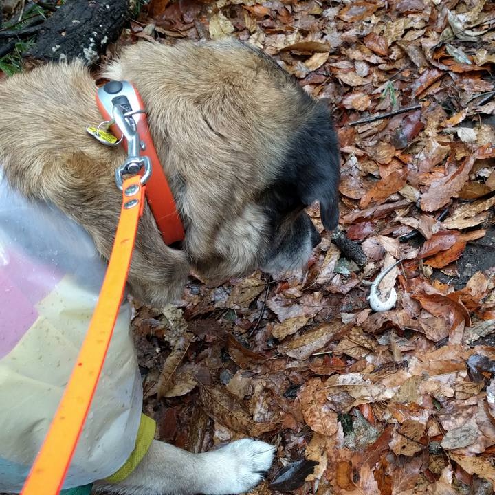 52956a64 cad8 45cb a6ca 093b13dea12a