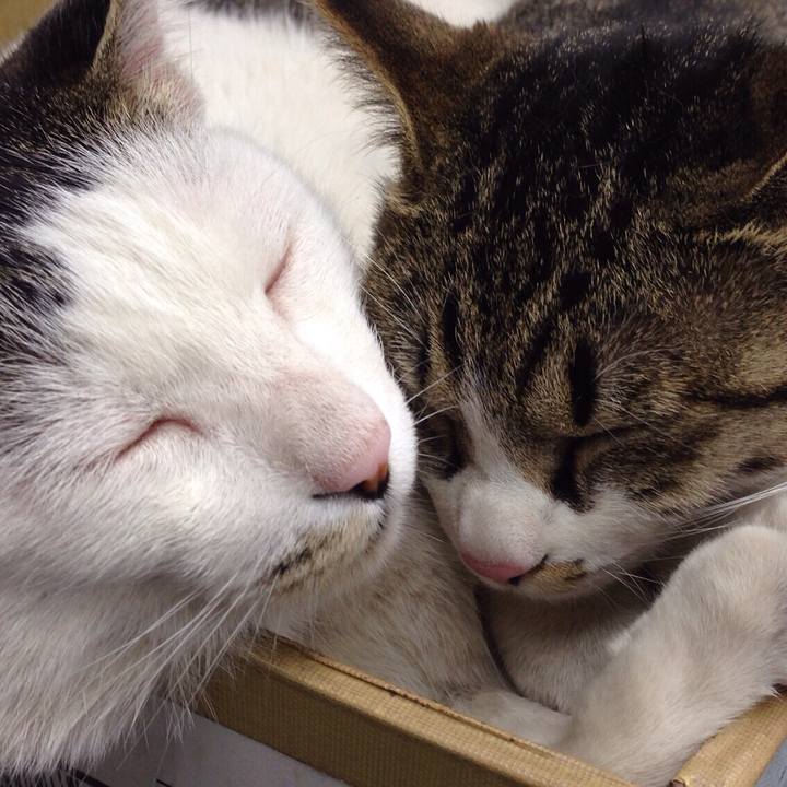 529a152c 352f 45cd 9bfb e28388c0edca