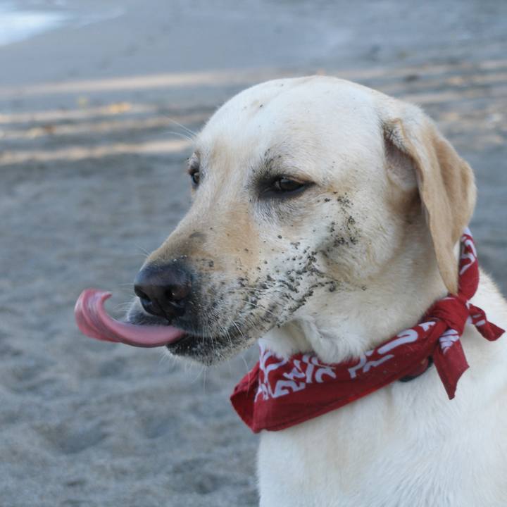 529a6c33 179c 49a4 8a35 dd5220831602