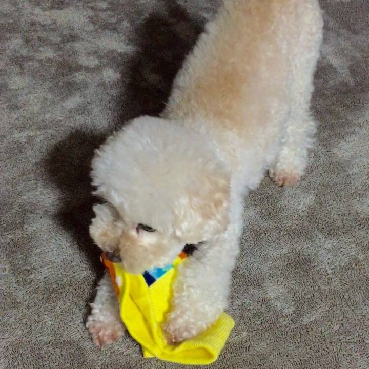 529dfe92 21e7 49bc 8614 7c62f2b246a0