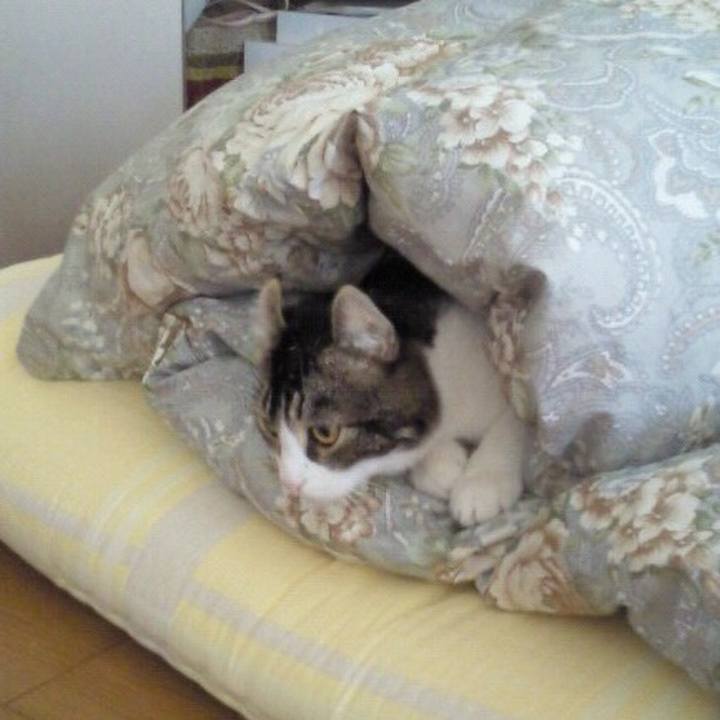 52a2fa4a 8a8f 4793 8741 dfb162e22330