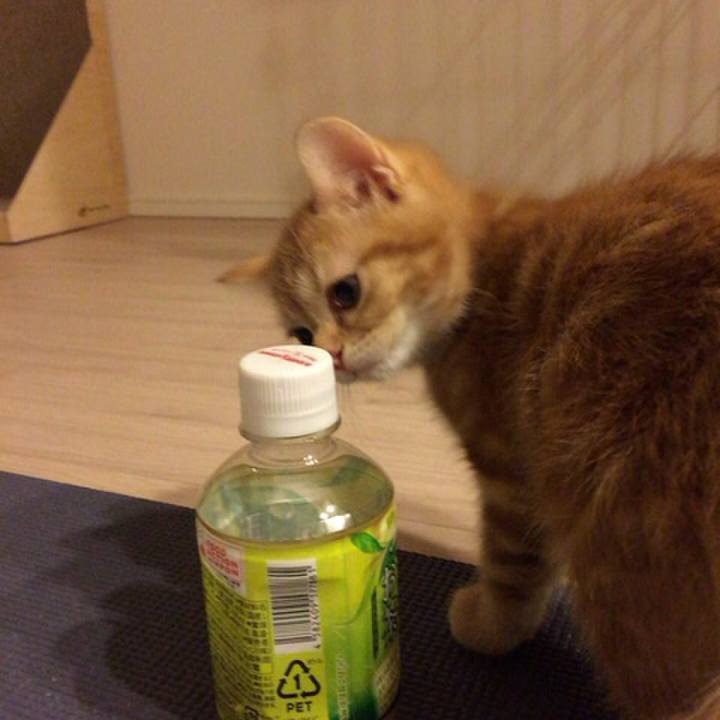 52a4edf0 a7e7 463c bc14 10533ad9278a