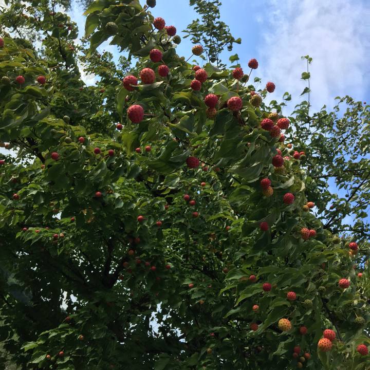 52a55f31 eea1 4152 a1ae 24e036947d73