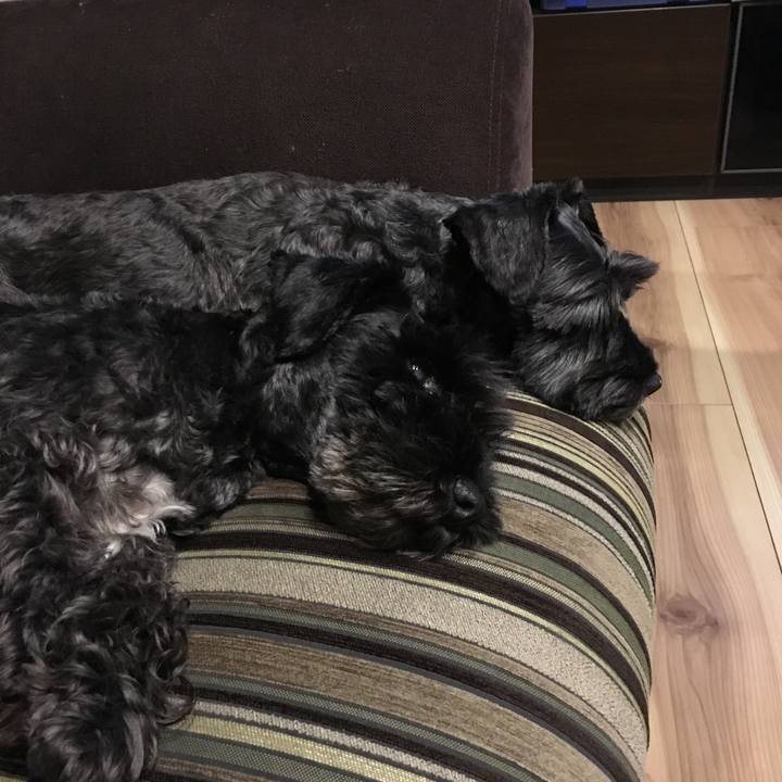 52a7b847 c9bc 4b88 9b0a d1cef0de99b8