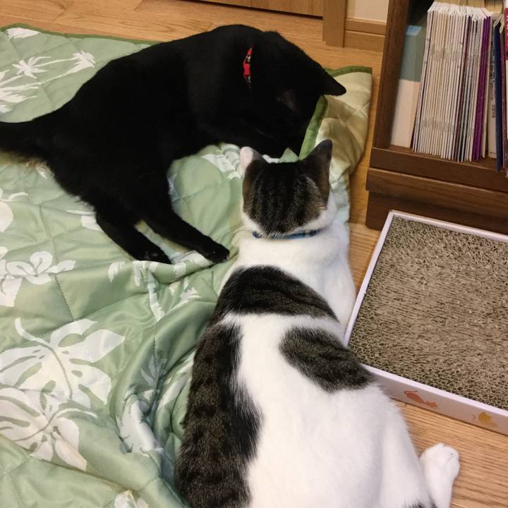 52a88fdc 8d94 4227 9757 487b08c0874b