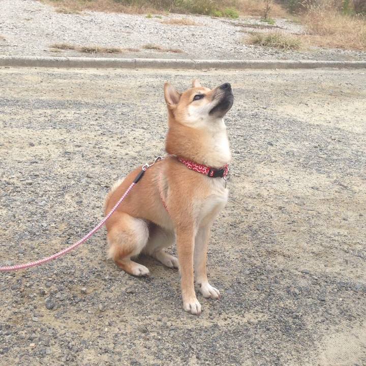 52a9072d 4cc2 494c a209 a0910f804bb9