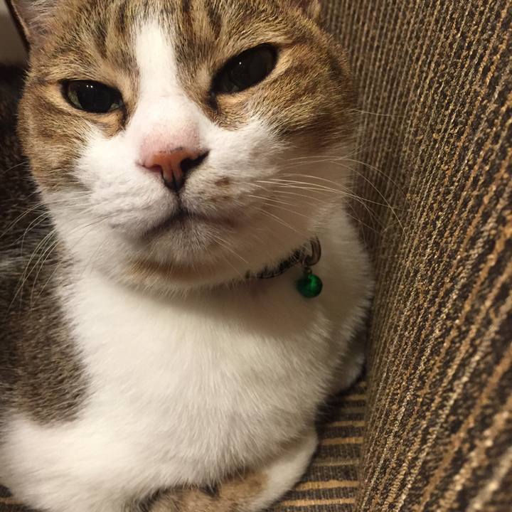 52ac40c1 520d 4681 8679 dbe8a5978661