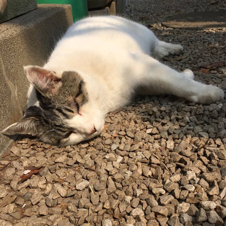 52aeae17 86ff 4a2d 8de3 c2ae372dfa7e