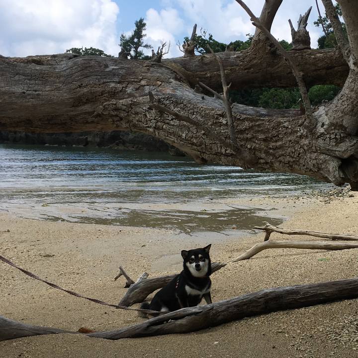 52bcdc29 732a 4406 ad24 8662822b1ef2