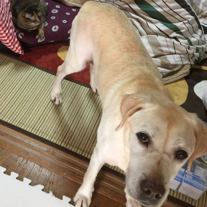 52be0093 4223 4e9b bee0 23e78fbdad1a