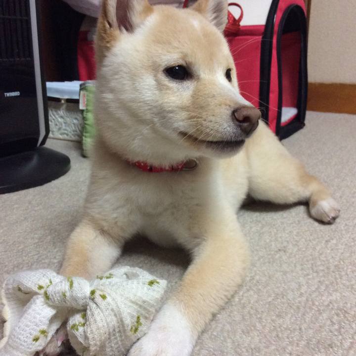 52bf0980 d6bf 44c6 87cc 84694ec824c0