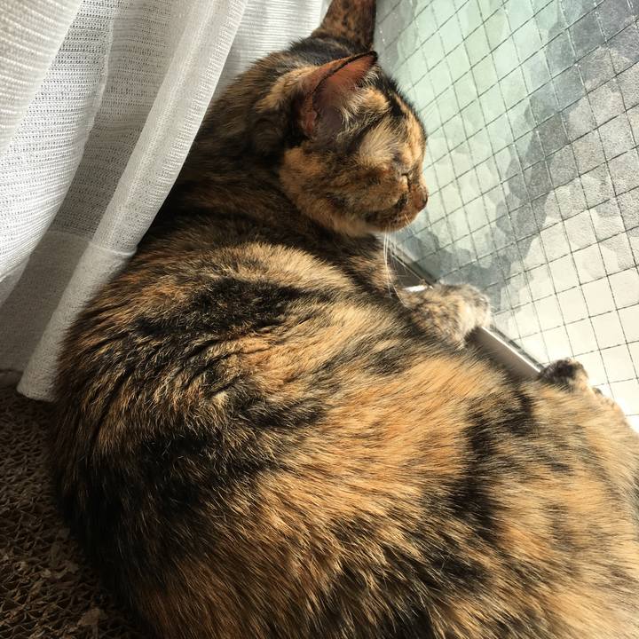 52c3f7ea 0068 486c af2e f837eb163ccb