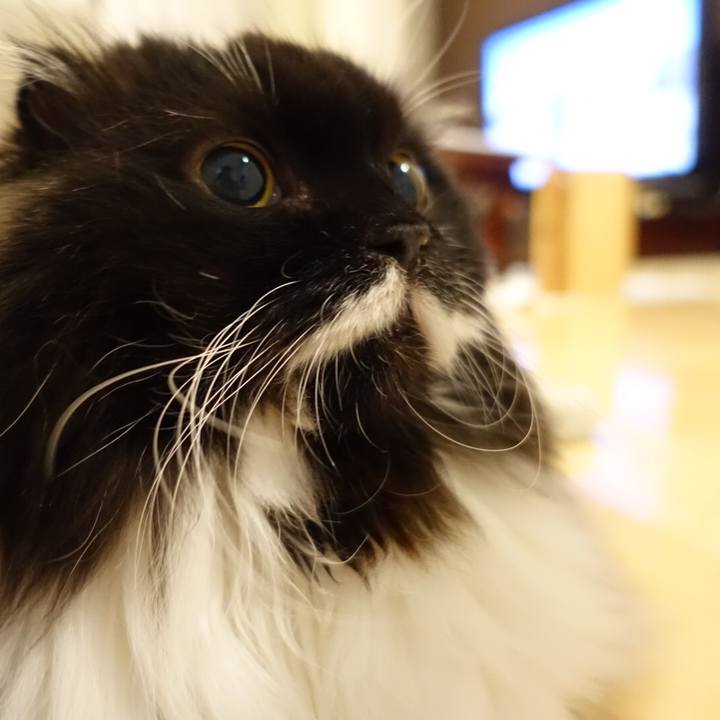 52d51ac1 f336 48aa a414 25ea72084fb2