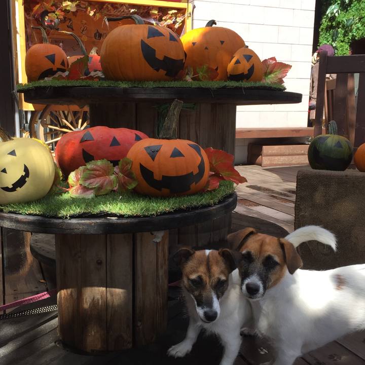 52dc1dcb e9d9 4e98 98ef da709703fe54