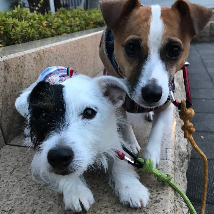 52ddfa4e 1f0f 487f 99ee a8d1c3b3ac19