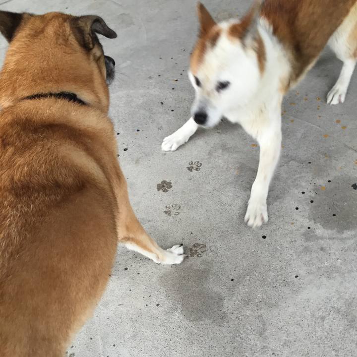 52e05c4d 5dda 4d63 be58 daa3af241f8b