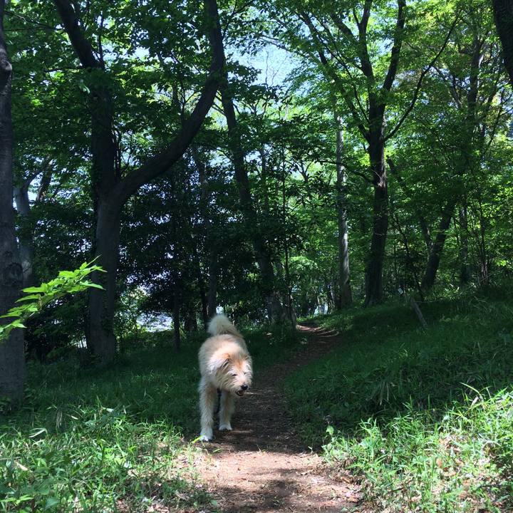 52e0ad5c 1d00 4741 8801 a321e53716c2