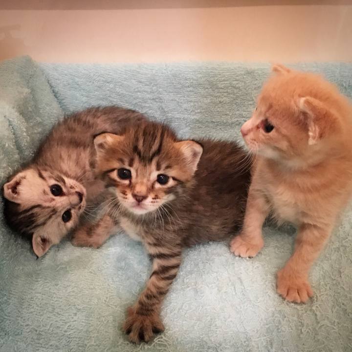 52e1f41c a740 486b b5b4 8790fc5c941c