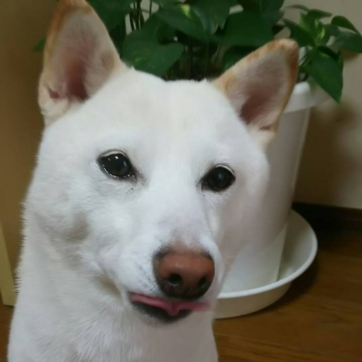 52e4b6da 5030 4a8f 8a02 3381960e404f