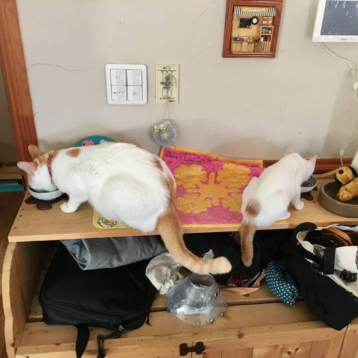 52e5440a e103 45ce ae83 0baa2ac1b419