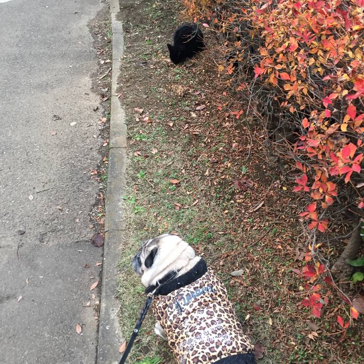 52e5aeff 550a 47b2 ab29 4ca0f09b2003