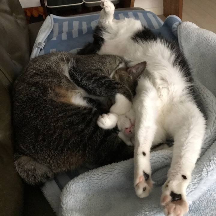 52efc11e d34d 4323 af71 2bdcfb7699b2