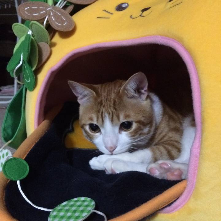 52fd40c8 a5d4 403f 859d 62b3e56bf939