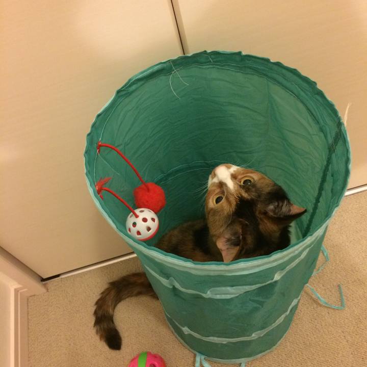 530274e6 3227 4ab5 878f 9eefda813817