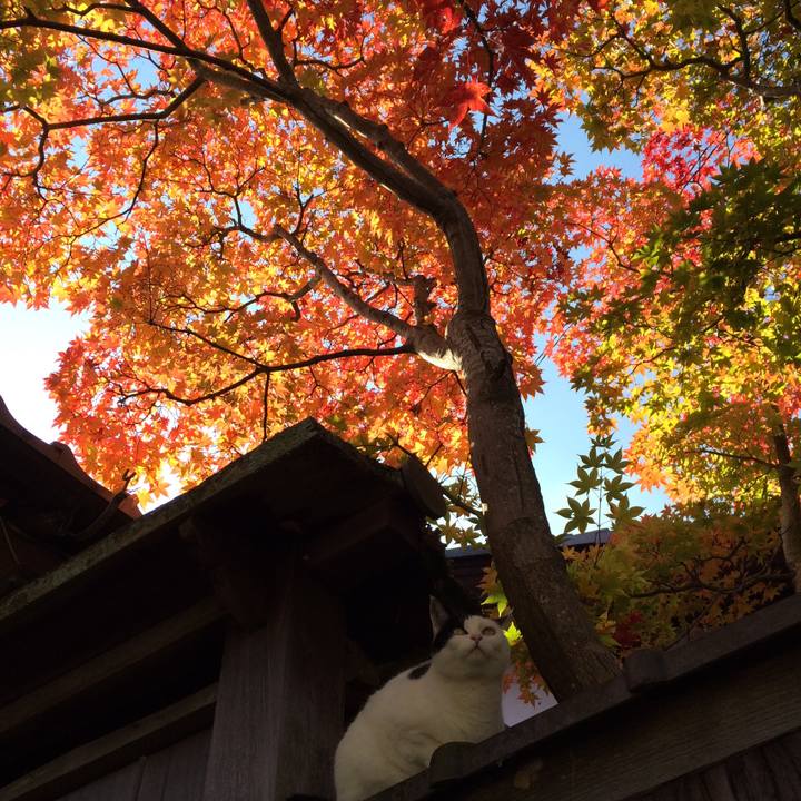 530aa37f 532b 48a3 a177 76470b4ca73a