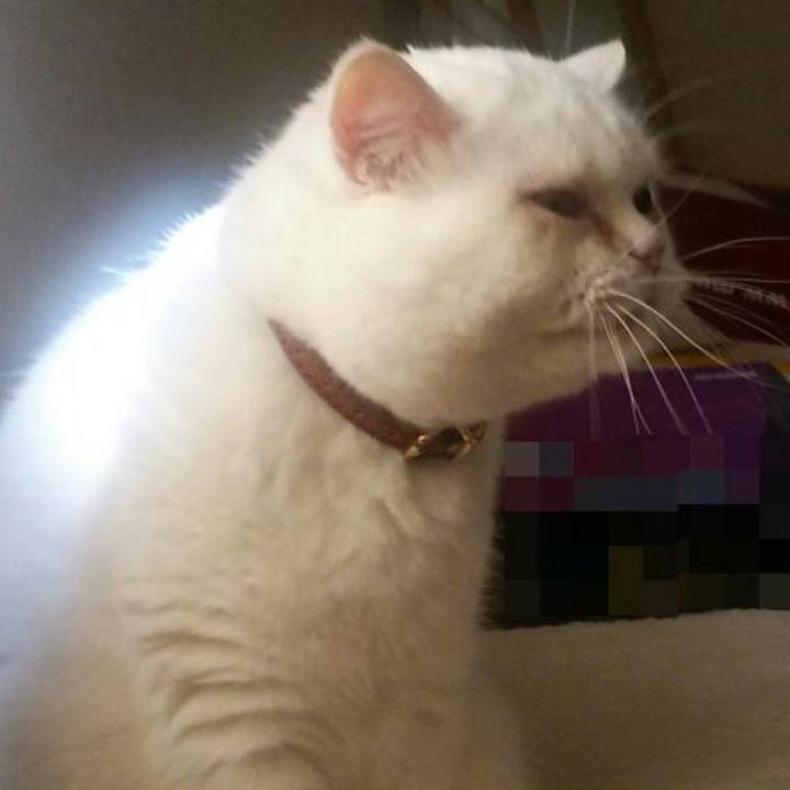 5314869c e676 4714 8813 d71d1b8de2ef