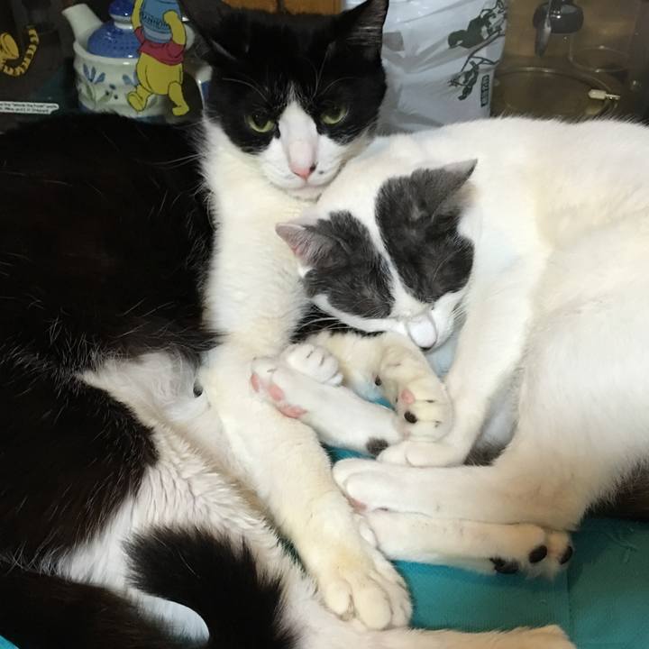 531d0413 7ade 44b4 b84d 93f24ef8b486