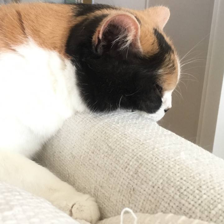 5320d0ca 58f5 4909 8152 c104b62b372d